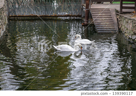 Swans swim in a pond near a wooden bridge Swans swim in a pond near a wooden bridge 139390117