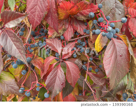 Autumn vine with colorful leaves berries Autumn vine with colorful leaves berries 139390168