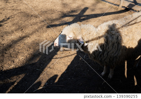 Domestic sheep with thick wool standing in farm enclosure under sunlight and shadows on ground. Agriculture and livestock farming theme Domestic sheep with thick wool standing in farm enclosure under sunlight and shadows on ground. Agriculture and livestock farming theme 139390255