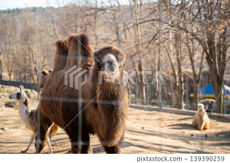 Wild bactrian camel standing in zoo enclosure behind fence with llama nearby in park. Wildlife and captivity Wild bactrian camel standing in zoo enclosure behind fence with llama nearby in park. Wildlife and captivity 139390259