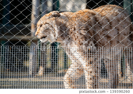 Eurasian lynx walking inside zoo enclosure behind metal fence in daylight close view. Wildlife captivity and conservation Eurasian lynx walking inside zoo enclosure behind metal fence in daylight close view. Wildlife captivity and conservation 139390260