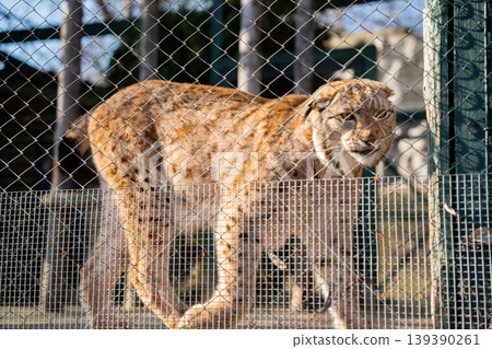 Eurasian lynx standing inside zoo enclosure behind metal fence in daylight. Wildlife captivity and conservation Eurasian lynx standing inside zoo enclosure behind metal fence in daylight. Wildlife captivity and conservation 139390261