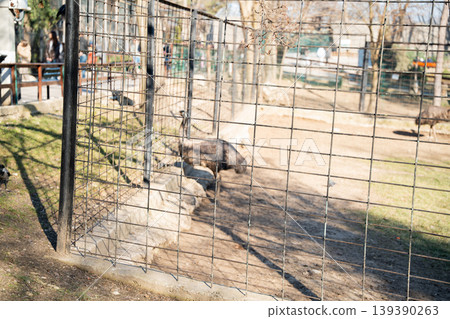 Emu standing inside zoo enclosure behind metal fence in outdoor environment with visitors in background. Wildlife captivity and management Emu standing inside zoo enclosure behind metal fence in outdoor environment with visitors in background. Wildlife captivity and management 139390263