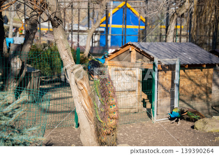 Indian peafowl Pavo cristatus male with long tail feathers perched on tree inside zoo enclosure. Wildlife captivity and animal care 139390264