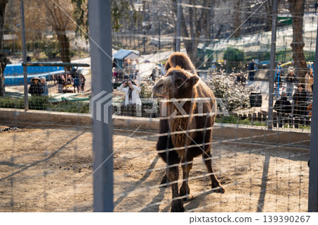 Wild bactrian camel Camelus ferus standing in zoo enclosure behind fence with visitors in background. Wildlife and captivity Wild bactrian camel Camelus ferus standing in zoo enclosure behind fence with visitors in background. Wildlife and captivity 139390267