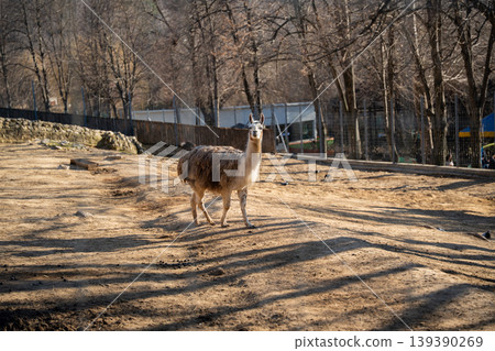 Lama glama llama standing on dry ground in zoo enclosure with fence and trees in background. Wildlife and captivity 139390269