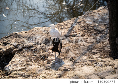 White stork Ciconia ciconia standing on rocky ground near water with visible black wing feathers from rear view. Wildlife and bird habitat White stork Ciconia ciconia standing on rocky ground near water with visible black wing feathers from rear view. Wildlife and bird habitat 139390271
