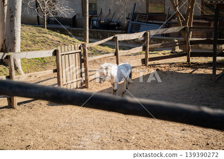 Small white Shetland pony walking inside fenced farm enclosure with wooden gate and rural background. Agriculture and animal husbandry Small white Shetland pony walking inside fenced farm enclosure with wooden gate and rural background. Agriculture and animal husbandry 139390272