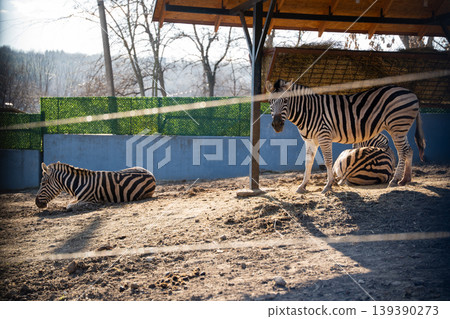 Plains zebra Equus quagga standing and resting with two zebras under shelter in zoo enclosure. Wildlife captivity and animal care Plains zebra Equus quagga standing and resting with two zebras under shelter in zoo enclosure. Wildlife captivity and animal care 139390273