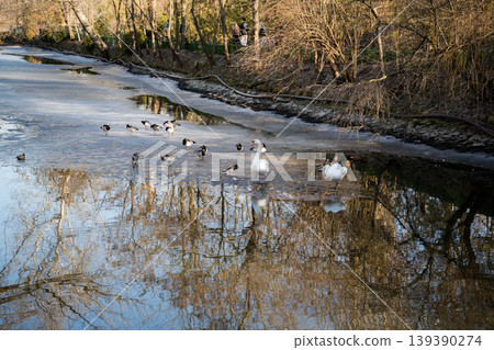 Mute swans and mixed ducks standing on frozen pond surface with reflections in zoo park. Wildlife and winter habitat 139390274