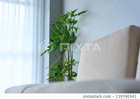 A room with houseplants by the window A room with houseplants by the window 139390341