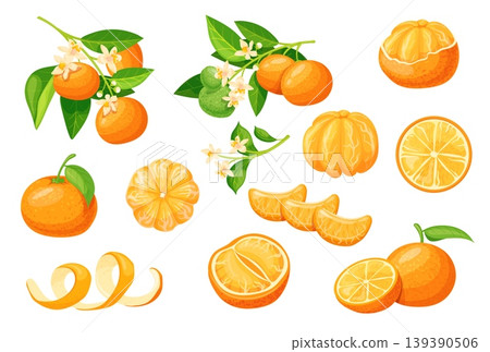 Cartoon mandarin fruit. Tangerine orange citrus clementine slice half peel cut segment ripe blossom tree branch leaves whole tropical sweet citron isolated neat vector illustration Cartoon mandarin fruit. Tangerine orange citrus clementine slice half peel cut segment ripe blossom tree branch leaves whole tropical sweet citron isolated neat vector illustration 139390506