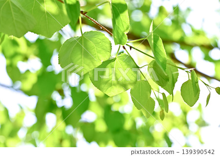 Fresh leaves of young leaves shining in light Fresh leaves of young leaves shining in light 139390542