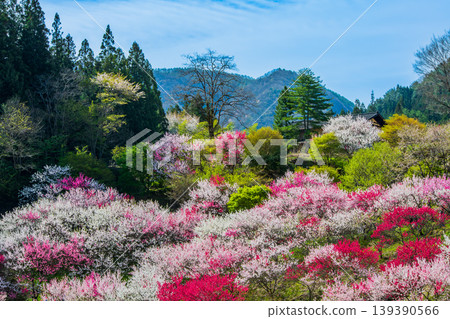 Hanamomo no Sato, Achi Village, Nagano Prefecture 139390566