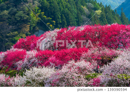 Hanamomo no Sato, Achi Village, Nagano Prefecture 139390594