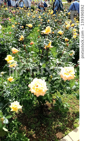 一個玫瑰園 一個玫瑰園 139390892