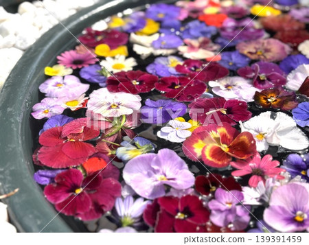 三色堇和紫羅蘭花園 三色堇和紫羅蘭花園 139391459