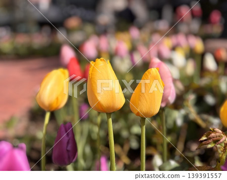 一個開滿美麗花朵的花園 139391557