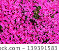 遍地開花的芝櫻 139391583