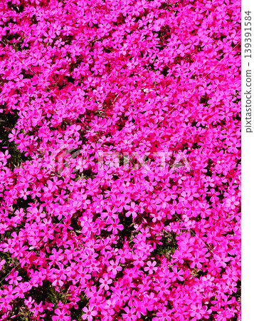 開花的櫻花 開花的櫻花 139391584