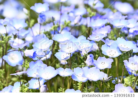 開花在春天花床上的 Nemophila 藍色花 139391633