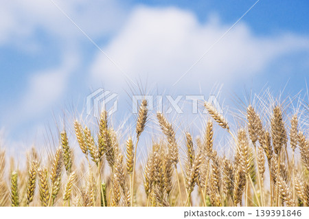 Golden ears of wheat; a wheat field landscape; wheat ready for harvest. Golden ears of wheat; a wheat field landscape; wheat ready for harvest. 139391846