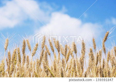 Golden ears of wheat; a wheat field landscape; wheat ready for harvest. Golden ears of wheat; a wheat field landscape; wheat ready for harvest. 139391847