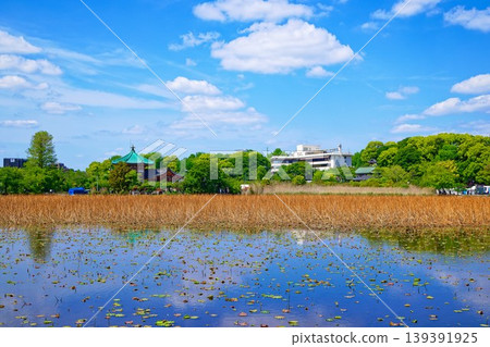 Lotus pond of young leaves and fresh green and the surrounding scenery where the blue sky spreads Lotus pond of young leaves and fresh green and the surrounding scenery where the blue sky spreads 139391925