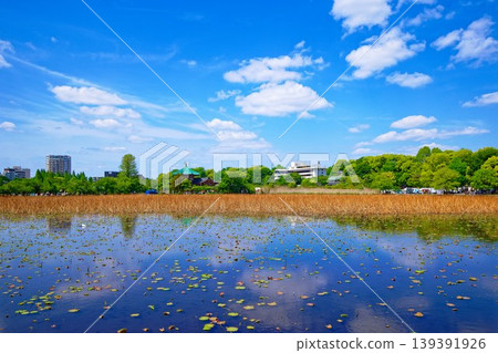 年輕的葉子和新鮮的綠色的蓮花池和藍天蔓延的周圍的風景 年輕的葉子和新鮮的綠色的蓮花池和藍天蔓延的周圍的風景 139391926
