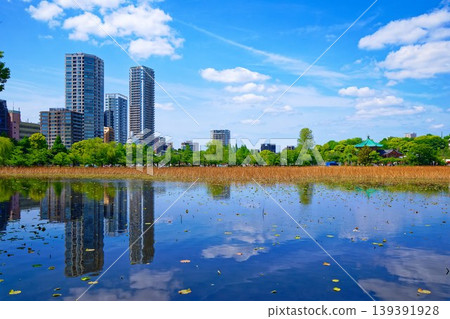 年輕的葉子和新鮮的綠色的蓮花池和藍天蔓延的周圍的風景 年輕的葉子和新鮮的綠色的蓮花池和藍天蔓延的周圍的風景 139391928
