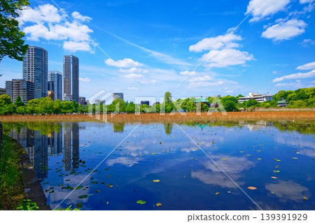 年輕的葉子和新鮮的綠色的蓮花池和藍天蔓延的周圍的風景 年輕的葉子和新鮮的綠色的蓮花池和藍天蔓延的周圍的風景 139391929