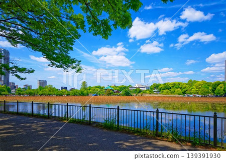 年輕的葉子和新鮮的綠色的蓮花池和藍天蔓延的周圍的風景 年輕的葉子和新鮮的綠色的蓮花池和藍天蔓延的周圍的風景 139391930