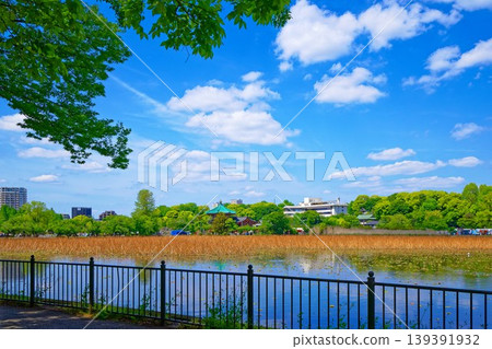 Lotus pond of young leaves and fresh green and the surrounding scenery where the blue sky spreads Lotus pond of young leaves and fresh green and the surrounding scenery where the blue sky spreads 139391932