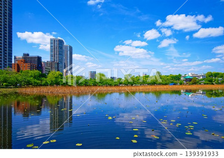 年輕的葉子和新鮮的綠色的蓮花池和藍天蔓延的周圍的風景 年輕的葉子和新鮮的綠色的蓮花池和藍天蔓延的周圍的風景 139391933