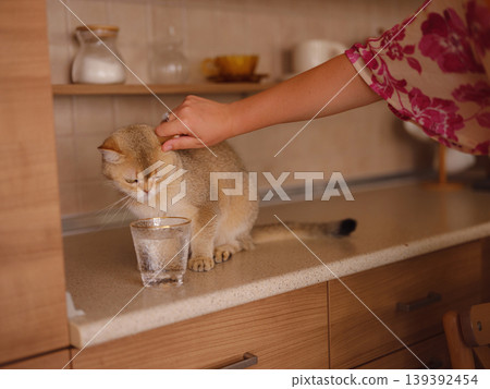 Beautiful short hair cat at home drink water from glass on kitchen table. Adorable domestic pet concept. Beautiful short hair cat at home drink water from glass on kitchen table. Adorable domestic pet concept. 139392454