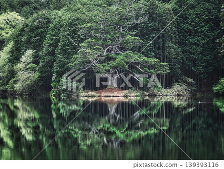 A lone cedar tree in silence A lone cedar tree in silence 139393116