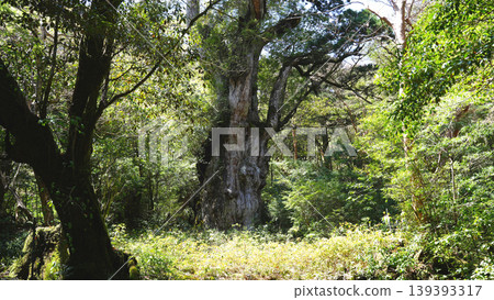 Jomon Cedar Trekking, Yakushima Island Jomon Cedar Trekking, Yakushima Island 139393317