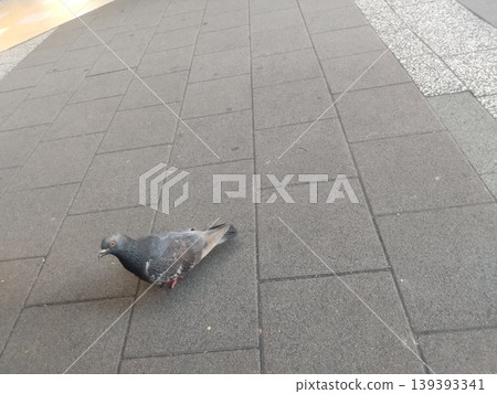 鴿子在人行道上行走 鴿子在人行道上行走 139393341