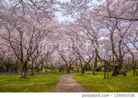 昭和紀念公園櫻花 139393536