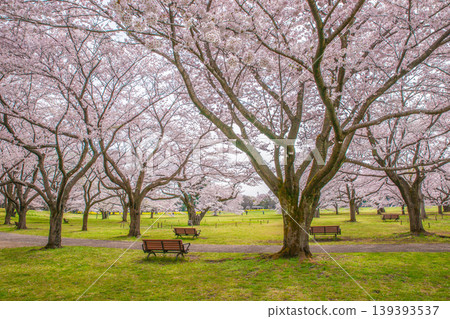昭和紀念公園櫻花園景色 139393537