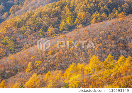 山坡上覆蓋著秋天的樹葉 山坡上覆蓋著秋天的樹葉 139393549