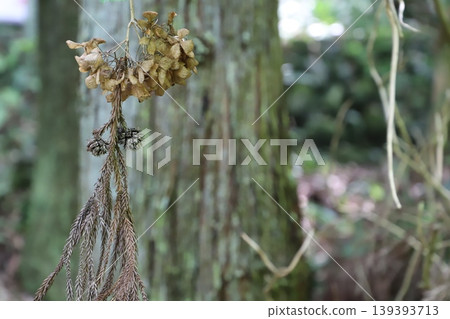 Shasui Falls (Yamashita Town, Ashigarakami District, Kanagawa Prefecture) - withered hydrangeas 139393713