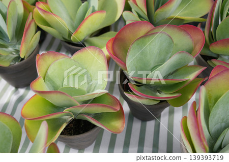 Closeup paddle plant succulents with red margins in nursery pots at market Closeup paddle plant succulents with red margins in nursery pots at market 139393719