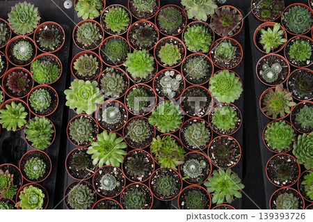 Top view cactus and succulent seedlings in nursery tray grid. Market Top view cactus and succulent seedlings in nursery tray grid. Market 139393726
