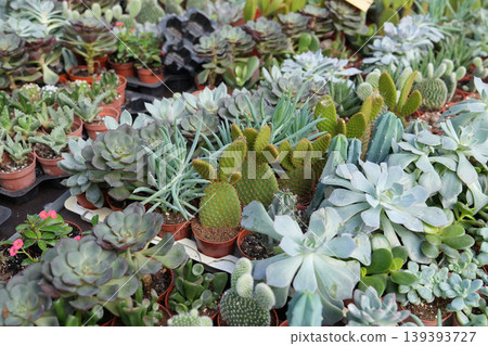 Assorted succulents and cacti in pots at nursery market display 139393727