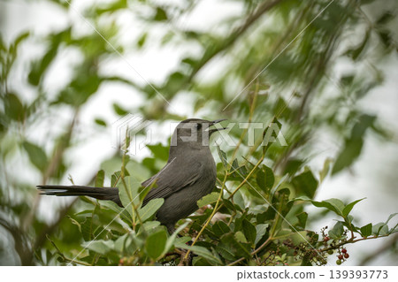 A Gray Catbird bird perched on a tree branch in summer Florida shrubs A Gray Catbird bird perched on a tree branch in summer Florida shrubs 139393773
