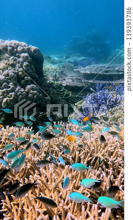 Colorful blue-green chromis, ternate chromis and lemon damsel among dense staghorn corals with the mystical view of the reef in the background in the renown diving destination in Dauin, Philippines Colorful blue-green chromis, ternate chromis and lemon damsel among dense staghorn corals with the mystical view of the reef in the background in the renown diving destination in Dauin, Philippines 139393786