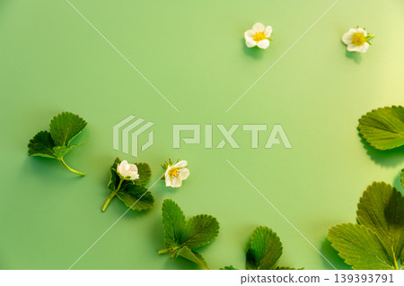 Natural strawberry blossoms with leaves on clean green background 139393791