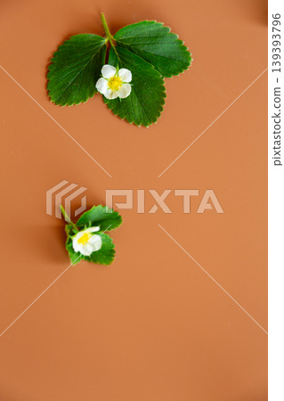 Strawberry flowers and green leaves on orange background with copy space 139393796