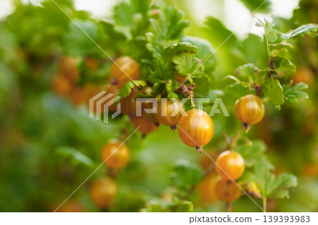 Close-up of ripe yellow gooseberry. Close-up of ripe yellow gooseberry. 139393983